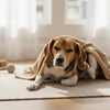 Can Fleas Change Your Dog's Behavior? Understanding the Impact of Fleas on Your Pet