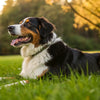 Can Fleas Make Dogs Lose Weight? Understanding the Hidden Impact of Fleas on Your Dog's Health