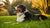 Can Fleas Make Dogs Lose Weight? Understanding the Hidden Impact of Fleas on Your Dog's Health
