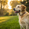 Can Fleas Make My Dog Lose Weight? Understanding the Impact of Fleas on Canine Health