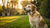 Can Fleas Make My Dog Lose Weight? Understanding the Impact of Fleas on Canine Health