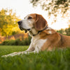 Can Fleas Make Your Dog Lose Weight? Understanding the Connection