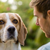 Can Food Allergies Cause Ear Infections in Dogs?