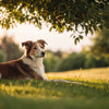 Can Food Allergies Cause Hair Loss in Dogs? Understanding the Connection