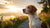 Can Food Allergies Cause Hot Spots in Dogs? A Comprehensive Guide-141221495023