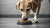 Can Food Allergies Cause Reverse Sneezing in Dogs? Understanding the Connection-141041500399
