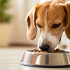 Can Food Allergies Cause Seizures in Dogs? Understanding the Connection