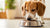 Can Food Allergies Cause Seizures in Dogs? Understanding the Connection