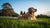 Can Food Allergies Cause Yeast Infections in Dogs? Understanding the Connection