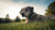 Can Food Allergies in Dogs Cause Skin Problems? Understanding the Link and How to Manage Them-141098418415