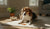 Can Food Allergy Cause Ear Infection in Dogs?
