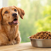 Can Full Grown Dogs Eat Puppy Food? Understanding the Nutritional Needs of Different Dog Ages