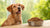 Can Full Grown Dogs Eat Puppy Food? Understanding the Nutritional Needs of Different Dog Ages