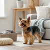 Can Grain Free Dog Food Cause Constipation? What Every Dog Owner Should Know