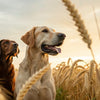 Can Grain-Free Dog Food Cause Heart Issues? Understanding the Connection to Canine Dilated Cardiomyopathy