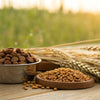 Can Grain Free Dog Food Cause Heart Problems? Understanding the Risks