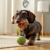 Can Grain Free Dog Food Cause Loose Stools? Understanding the Link and How to Manage It