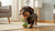 Can Grain Free Dog Food Cause Loose Stools? Understanding the Link and How to Manage It