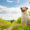 Can Grain Free Dog Food Cause Seizures? Exploring the Link Between Diet and Canine Health