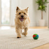 Can Grain Free Dog Food Cause Upset Stomach? What Every Dog Owner Should Know