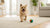 Can Grain Free Dog Food Cause Upset Stomach? What Every Dog Owner Should Know