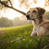 Can Grown Dogs Eat Puppy Food? A Comprehensive Guide to Feeding