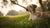 Can Grown Dogs Eat Puppy Food? A Comprehensive Guide to Feeding