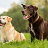 Can Healthy Dogs Eat Kidney Care Food?