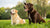 Can Healthy Dogs Eat Kidney Care Food? Understanding the Nuances of Canine Nutrition