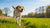Can Heartworms Cause Weight Loss in Dogs? Understanding the Connection