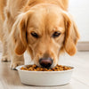 Can High Protein Dog Food Cause Diarrhea? Understanding Dietary Impacts on Your Dog's Digestion