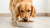 Can High Protein Dog Food Cause Diarrhea? Understanding Dietary Impacts on Your Dog's Digestion