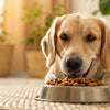 Can I Blend My Dog's Kibble? Exploring the Benefits and Best Practices