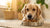 Can I Blend My Dog's Kibble? Exploring the Benefits and Best Practices