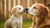 Can I Feed a Puppy Adult Dog Food? Understanding the Nutritional Needs of Our Growing Pets
