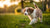 Can I Feed a Puppy Regular Dog Food? Understanding Your Pup's Nutritional Needs