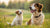 Can I Feed Adult Dog Food to My Puppy? Understanding Nutritional Needs
