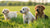 Can I Feed Adult Dog Food to Puppies? Understanding Their Nutritional Needs