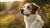 Can I Feed an Adult Dog Puppy Food? Understanding Your Dog's Nutritional Needs