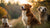 Can I Feed Biscuits to Dogs? Understanding the Dos and Don’ts-141105627375