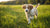Can I Feed My 1 Month Old Puppy Dog Food? Understanding Puppy Nutrition Essentials