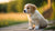 Can I Feed My 3 Week Old Puppy Dog Food? A Comprehensive Guide to Weaning