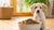 Can I Feed My 6-Month-Old Dog Adult Food? Understanding the Transition in Dog Nutrition-141047398639