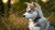 Can I Feed My 6 Month Old Puppy Dog Food? Understanding Puppy Nutrition