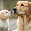 Can I Feed My Adult Dog Puppy Food? Understanding Nutritional Needs at Different Life Stages