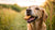 Can I Feed My Dog Biscuits? Understanding Treats for Your Furry Friend-141105889519