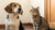 Can I Feed My Dog Canned Cat Food? Understanding the Risks and Nutritional Needs-141100318959
