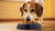 Can I Feed My Dog Dry Food Only? A Comprehensive Guide to Canine Nutrition