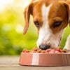 Can I Feed My Dog Frozen Raw Food? A Comprehensive Guide
