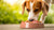 Can I Feed My Dog Frozen Raw Food? A Comprehensive Guide